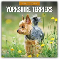 Brown trout-auslieferer flechsig Yorkshire Terriers – Yorkshire Terrier 2026