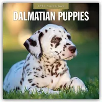 Browntrout Verlags GmbH Dalmatian Puppies - Dalmatiner Welpen 2026