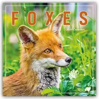 Brown trout-auslieferer flechsig Foxes – Füchse 2026 – Wand-Kalender