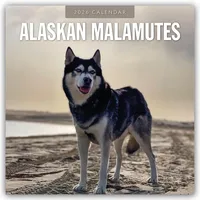 Brown trout-auslieferer flechsig Alaskan Malamutes – Alaskischer Malamute 2026