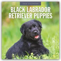 Brown trout-auslieferer flechsig Black Labrador Retriever Puppies – Schwarze