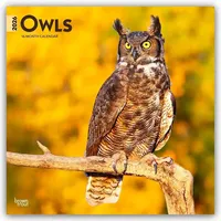 Browntrout Verlags GmbH Owls - Eulen 2026 - 16-Monatskalender