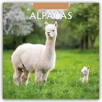 Brown trout-auslieferer flechsig Alpacas - Alpakas 2026 - 16-Monatskalender