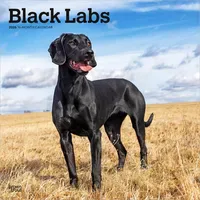 BrownTrout Black Labrador Retriever – Schwarze Labrador Retriever 2026