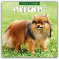 Browntrout Verlags GmbH Pomeranians - Zwergspitz - Pomeranian Zwergspitz