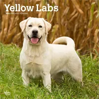 BrownTrout Yellow Labrador Retriever – Gelber Labrador Retriever 2026