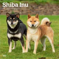 Brown trout-auslieferer flechsig Shiba Inu – Shiba 2026 –