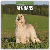 Brown trout-auslieferer flechsig Afghans - Afghanischer Windhund 2026 -