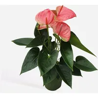 Plant in a Box - Flamingoblume - Anthurium 'Sweet