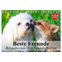 Calvendo Beste Freunde. Bezaubernde Tierfreundschaften (Tischkalender 2026 DIN A5