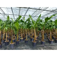 Grünwaren Bananenstaude Musa Basjoo 140 - 170 cm winterhart
