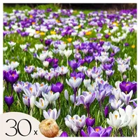 Plant in a Box - Crocus Large Flowering Mix'