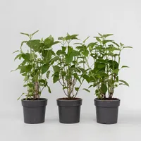 Plant in a Box - Hortensie - 3 Stk
