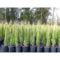 Grünwaren 4x Mittelmeerzypresse 90 - 120 cm Säulen Toskana