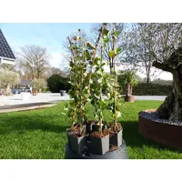 Grünwaren 10 Stück Efeu Hedera helix 90-120 cm Heckenpflanze