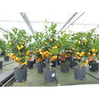Grünwaren Calamondin Stamm Busch Orange Citrus Mitis 70 -
