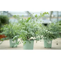 Grünwaren gruenwaren jakubik 2 Stück XL Eucalyptus Gunni Gunnii