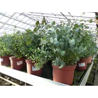 Grünwaren XXL Eucalyptus Gunni Gunnii Busch Eukalyptusbaum 50 -