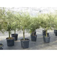 Grünwaren Olivenbaum 15 Jahre Olive "Angebot" 150 - 170