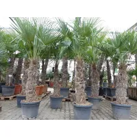 Grünwaren XXXXL 210 - 230 cm Trachycarpus fortunei Hanfpalme,