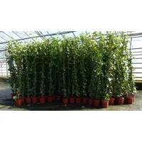 Grünwaren 4 Stück Efeu Pflanze Hedera helix 180 -