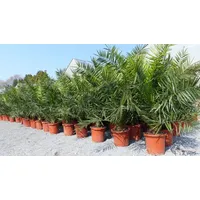 Grünwaren 2 Stück Palme XXL 180 cm Phoenix canariensis,