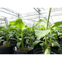 Grünwaren gruenwaren jakubik Bananenstaude Musa Basjoo 60 - 80
