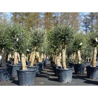 Grünwaren Olivenbaum Bonsai 160 cm Olive beste Qualität, Stammumfang