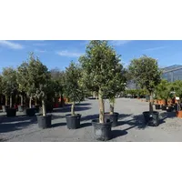 Grünwaren Olivenbaum Olive "20 Jahre" beste Qualität, Stammumfang 20