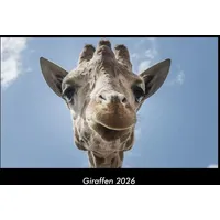 Vero Kalender Giraffen 2026 Fotokalender DIN A3 von Tobias