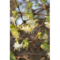 Pflanzen-für-dich.de - Lonicera Purpusii C 5 40- 60