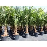 Grünwaren XXL Palme winterhart 180 - 190 cm Trachycarpus