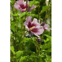 Pflanzen Für Dich Hibiscus syriacus Russian Violet' 40-60 cm