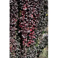Pflanzen Für Dich Berberis Thunbergii Red Pillar Säulen-Berberitze Rotlaubig