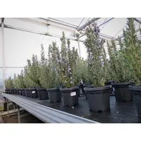 Grünwaren 3 Stück echter Rosmarin Officinalis 50-60 cm Höhe,