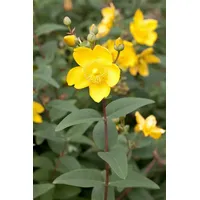 Pflanzen Für Dich Hypericum moserianum Johanniskraut, 20-30 cm