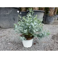 Grünwaren 1 Stück Eucalyptus Gunni Gunnii Busch Kugel Eukalyptusbaum,