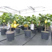 Grünwaren Grünwaren: echter Zitronenbaum 50 - 70 cm Zitrone
