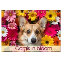 Calvendo Corgis in Bloom (Desk Calendar 2026 DIN A5