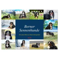Calvendo Berner Sennenhunde - Mit jedem Blick ein Stück