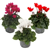 Plant in a Box - Alpenveilchen - 3 Stk