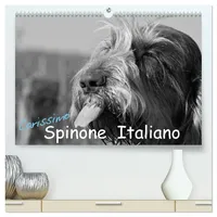 Calvendo Carissimo Spinone Italiano (hochwertiger Premium Wandkalender 2026 DIN