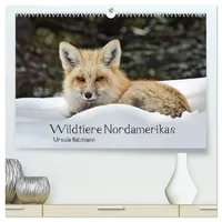 Calvendo Wildtiere Nordamerikas (hochwertiger Premium Wandkalender 2026 DIN A2