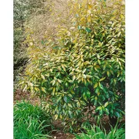 Pflanzen Für Dich Elaeagnus ebbingei Limelight 20-30 cm