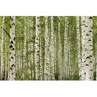 A.S. Création Vliestapete A.S. CRÉATION "Birkenwald-Tapete Naturgrün Weiß Fototapete