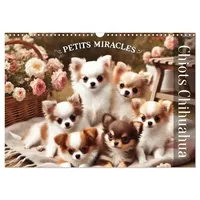 Calvendo Chiots Chihuahua – Petits miracles (Calendrier mural 2026
