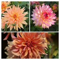 Plant in a Box - Dahlien - 3er Set