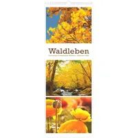 Neumann Waldleben - Triplets 2027