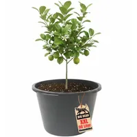 BigDean Blumenkübel XXL 90 Liter 43cm hoch 63cm